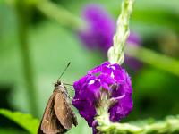 Brauner Dickkopffalter an dunkelvioletter Blüte